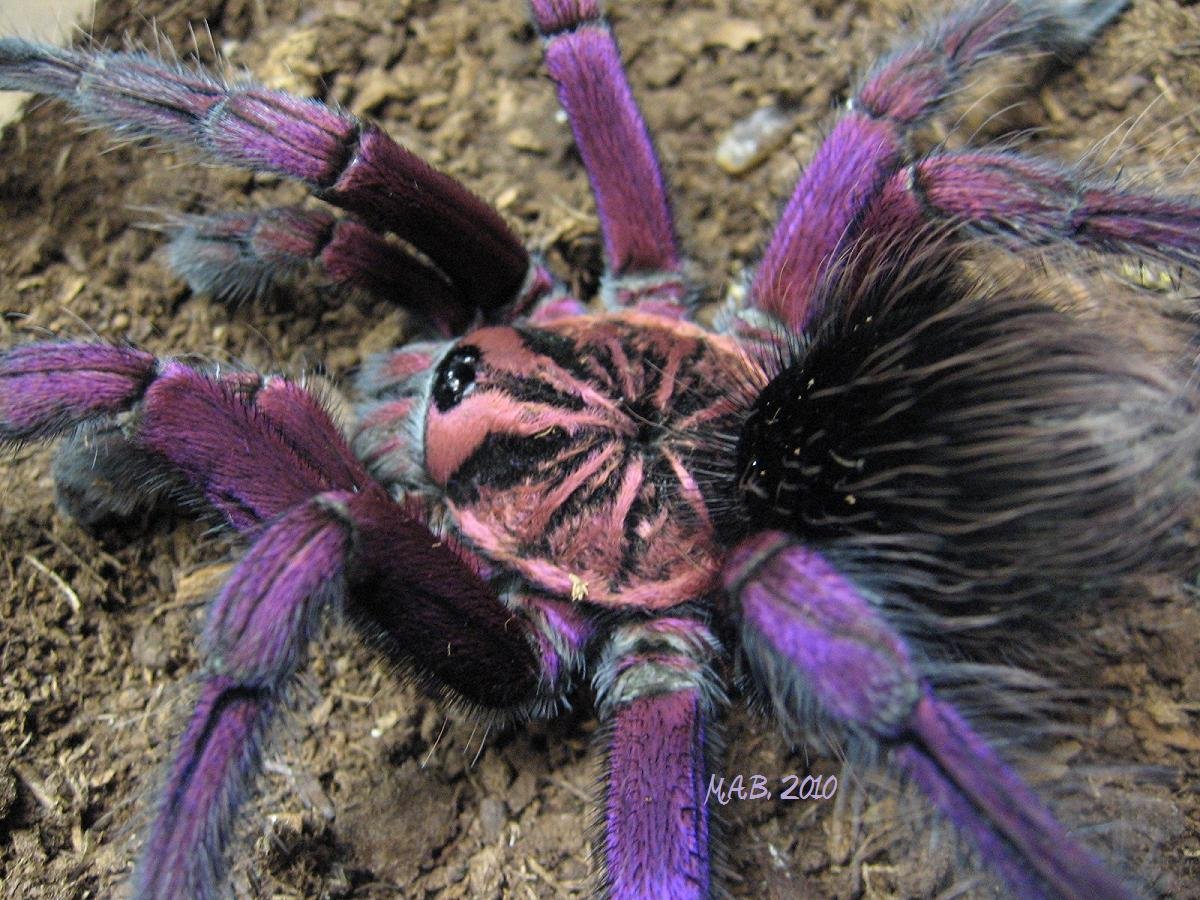 необычные пауки фото