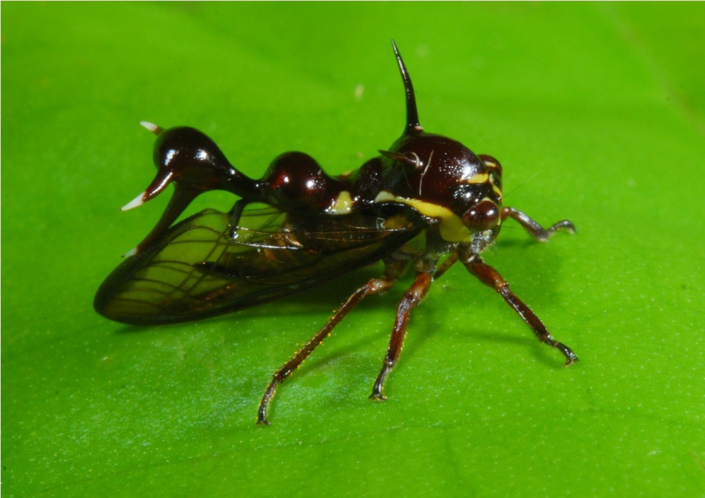 Горбатка: фото, внешний вид, описание насекомого