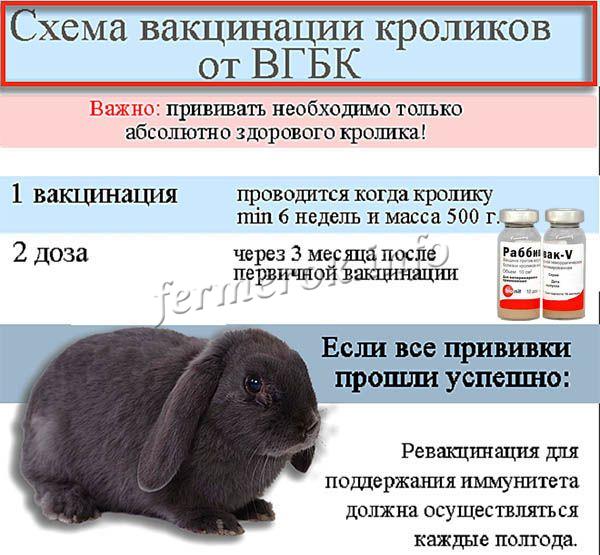 Прививки кроликам: какие и когда делать, схема вакцинации для начинающих