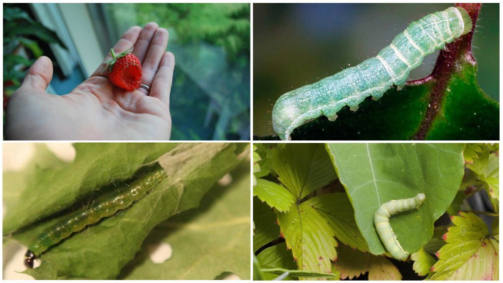 Борьба с гусеницами в саду и огороде – чем обрабатывать растения
