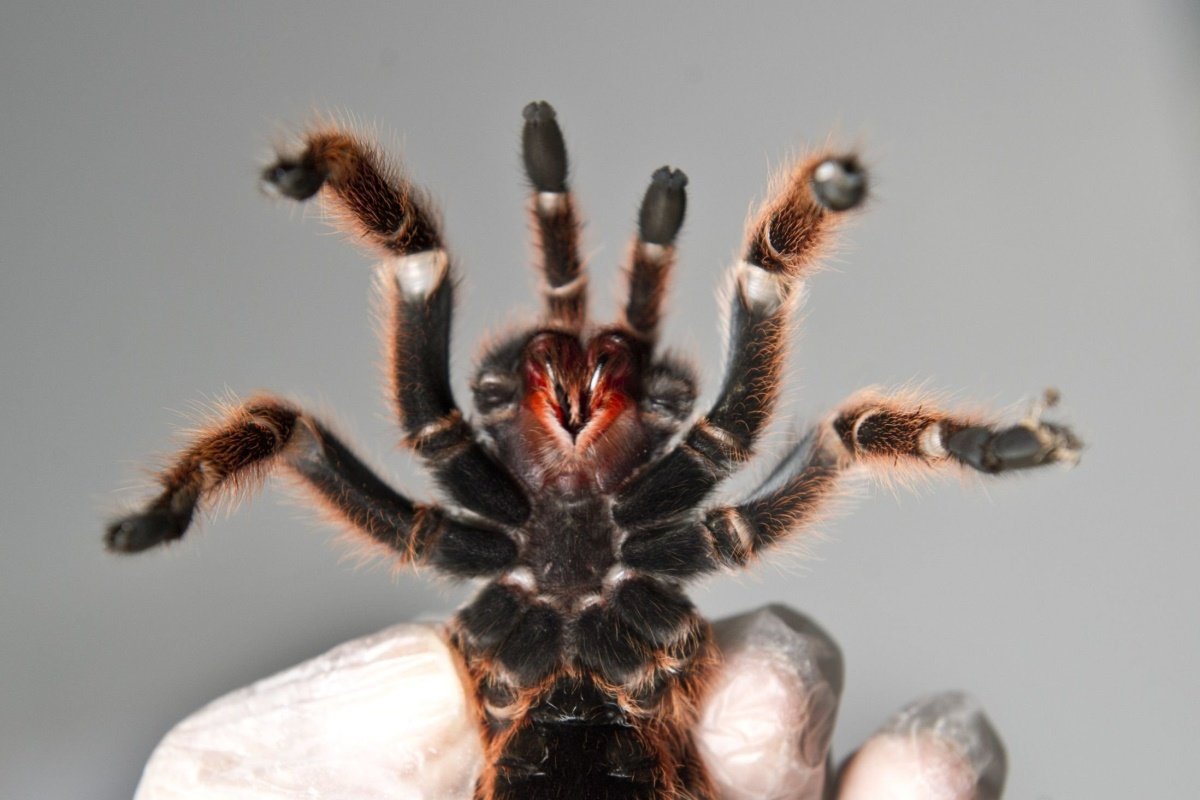 Чем кормить паука-птицееда: чем питается тарантул в природе, можно ли давать опарышей и сверчков