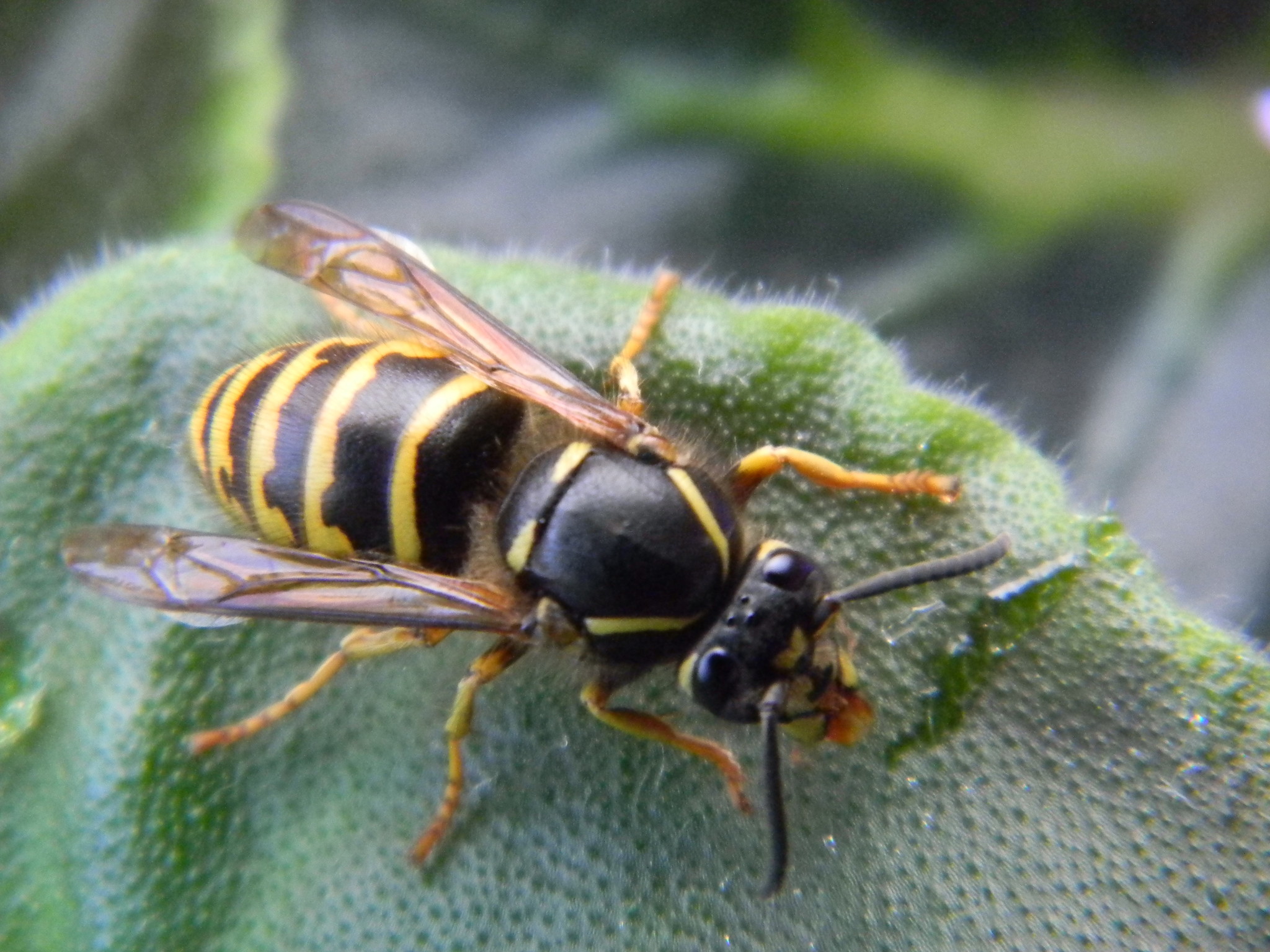 Аллергия на укус пчелы – признаки и лечение