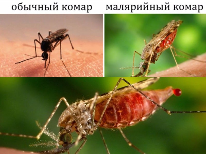 Опасность малярийного комара: чем опасны, заражение малярией, уничтожение