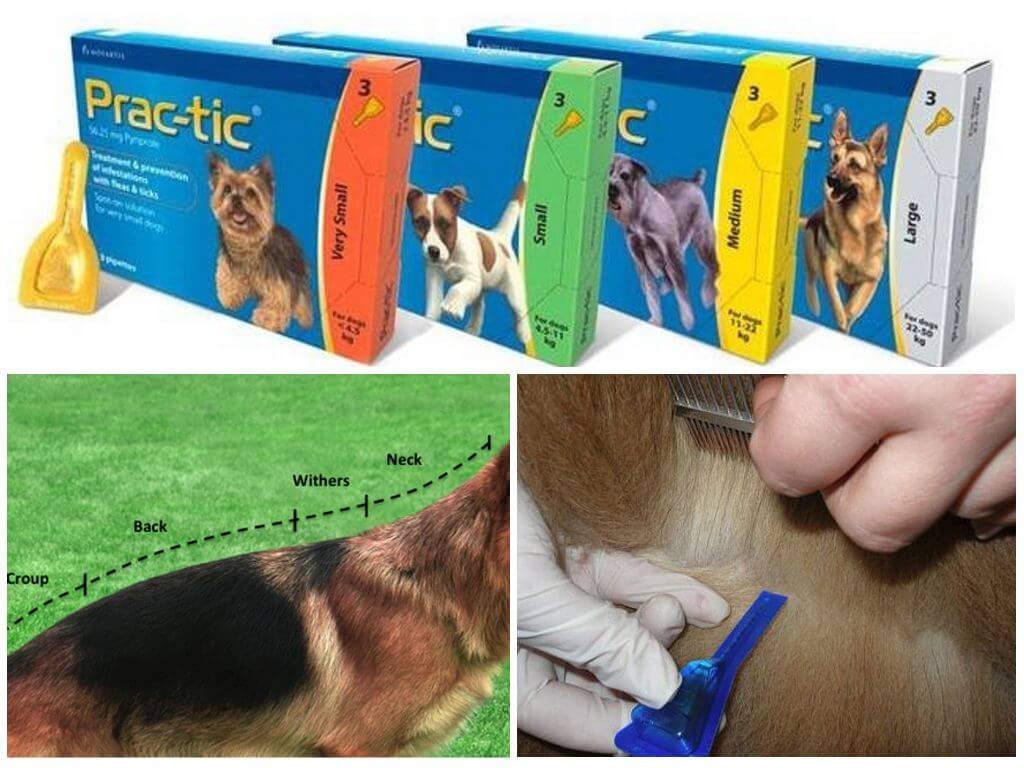 Капли от клещей для собак практик - отзывы и инструкции к применению