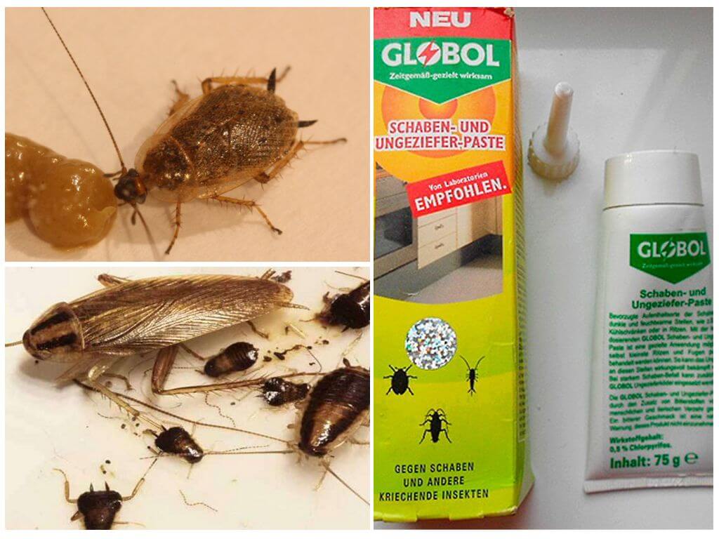 Самая эффективная отрава от тараканов