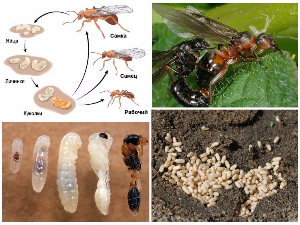 Жизнь муравьев: почему они появляются на садовых участках и в домах?