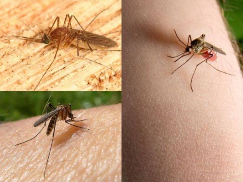 Когда пропадают комары и где они прячутся зимой
