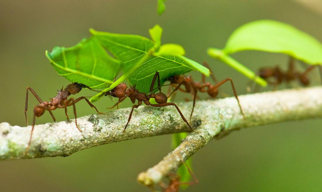 Муравей-листорез - leafcutter ant - wikipedia