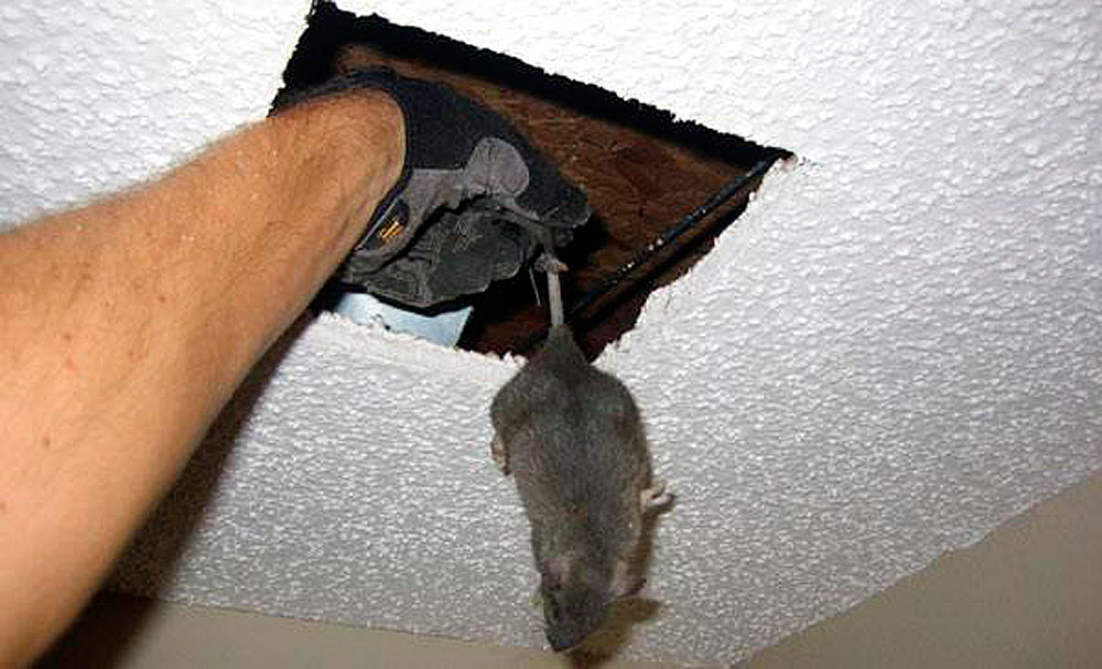 Как избавиться от мышей на натяжном потолке: химические средства и механические ловушки