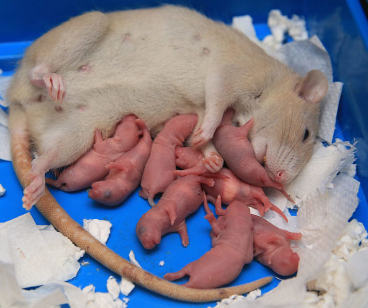 Сколько мышат рождает мышь за один раз: особенности появления детенышей