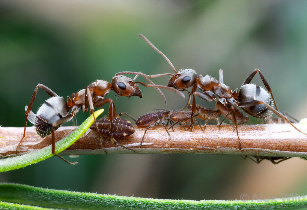 Спят ли муравьи? чем питаются? как выглядит матка муравья? особенности зимовки