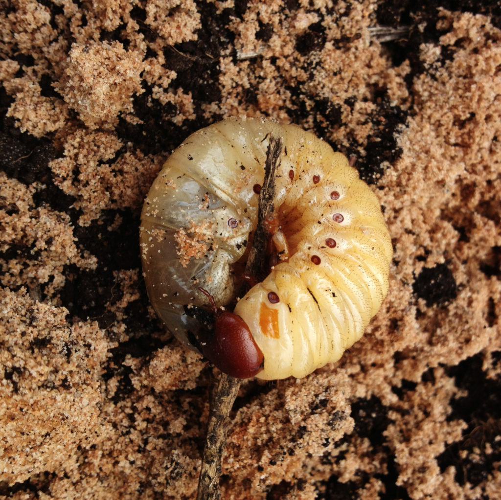 Борьба с личинками майского жука на клубнике: эффективные методы