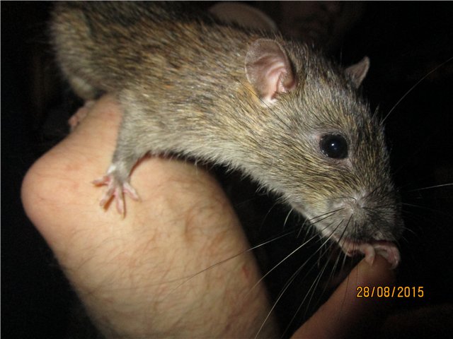 Дикие крысы - фото и описание