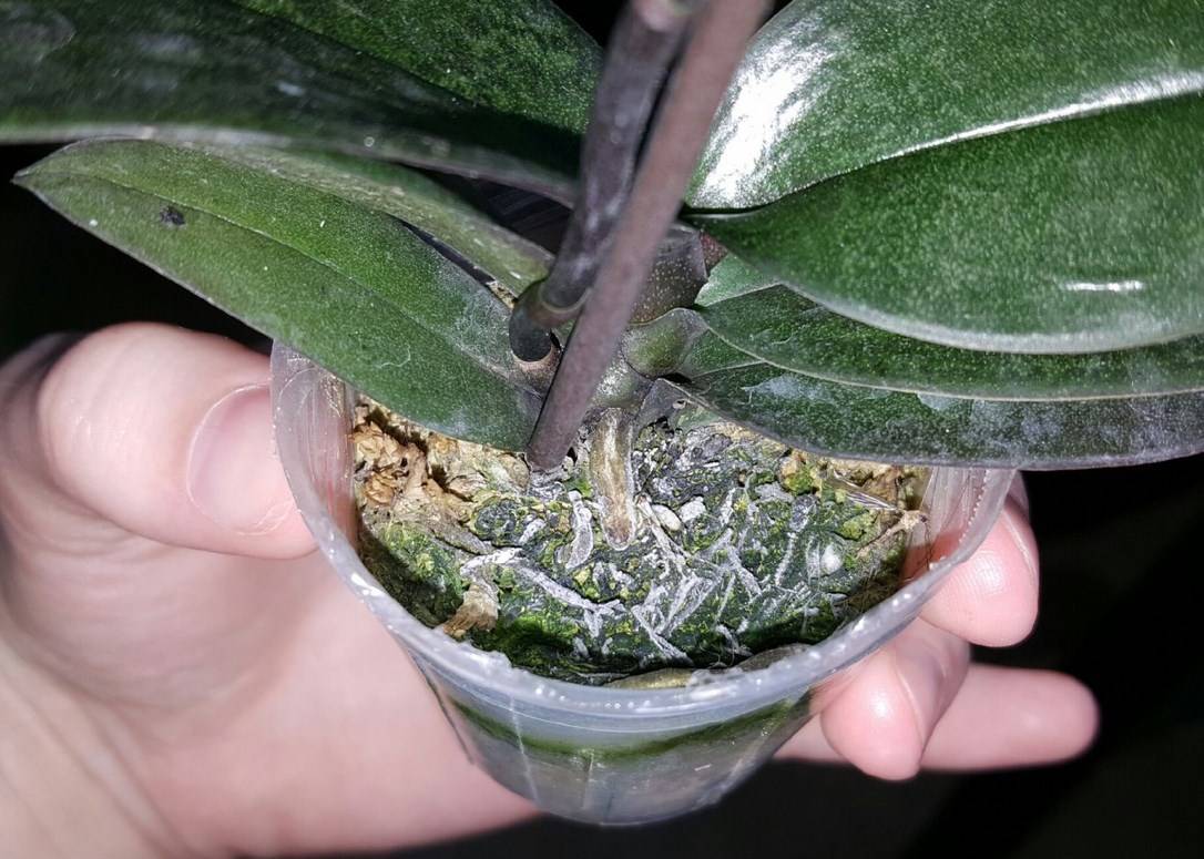 В орхидее завелись мошки: причины, что делать в домашних условиях, способы как избавиться
