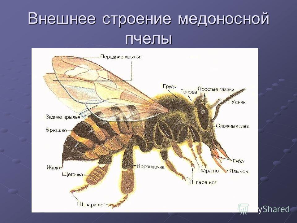 Медоносная пчела: биология, развитие, строение, классификация и видео