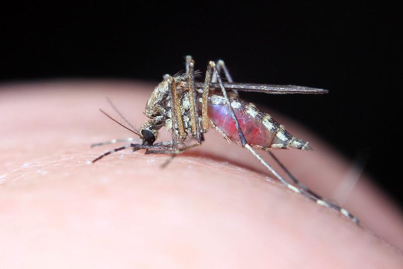 Сколько живет комар: в квартире, после укуса и без крови человека?