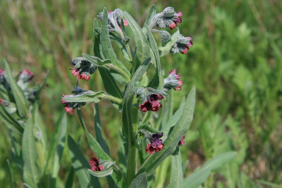Чернокорень: описание и выращивание лекарственного растения, способы размножения и полезные свойства травы