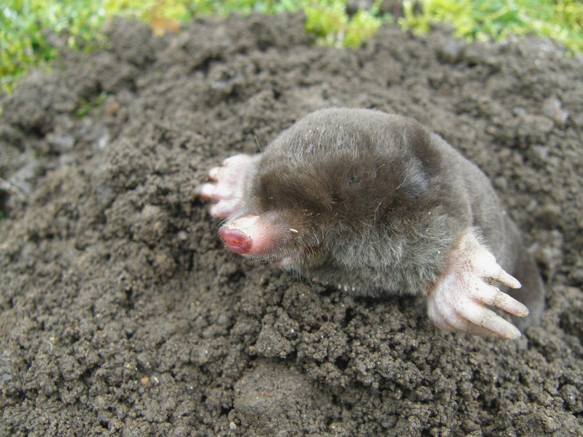 Как бороться с земляными крысами на огороде: 7 эффективных способов