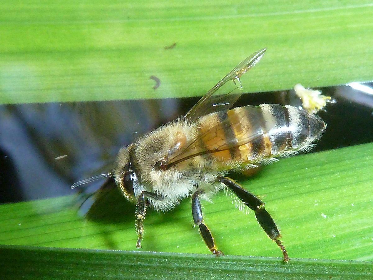 Пестряк пчелиный – враг медоносных пчел
