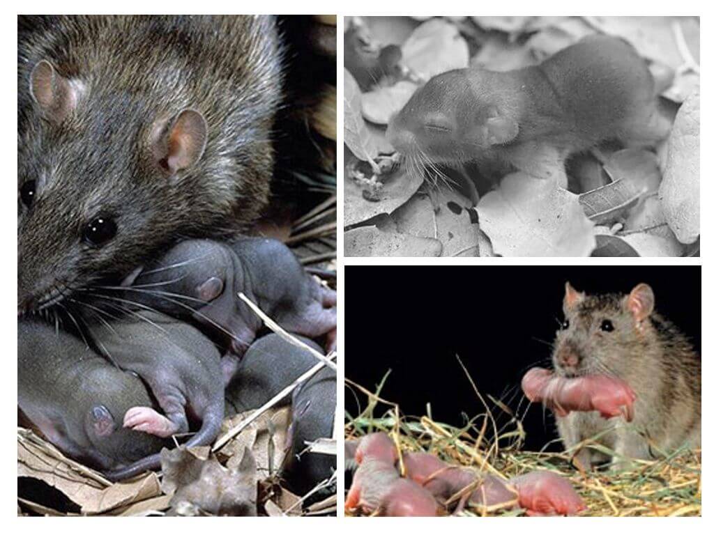 Серая крыса пасюк: фото и описание жизни обычной амбарной вредительницы русский фермер