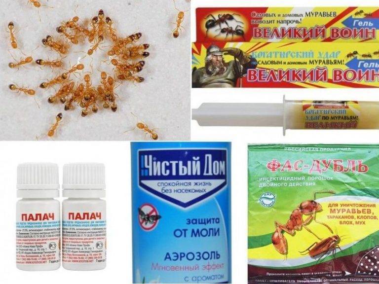Средство от муравьев: самые эффективные домашние методы и химические составы