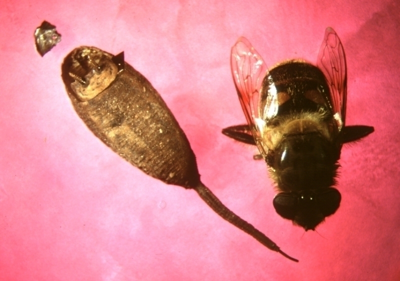 Пчеловидка цепкая — муха, притворяющаяся пчелой
