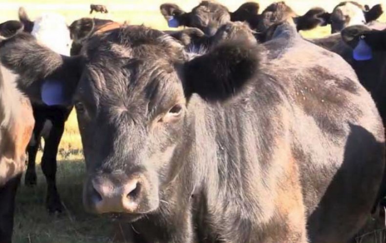 Как вывести вшей у коров: что делать, чем лечить