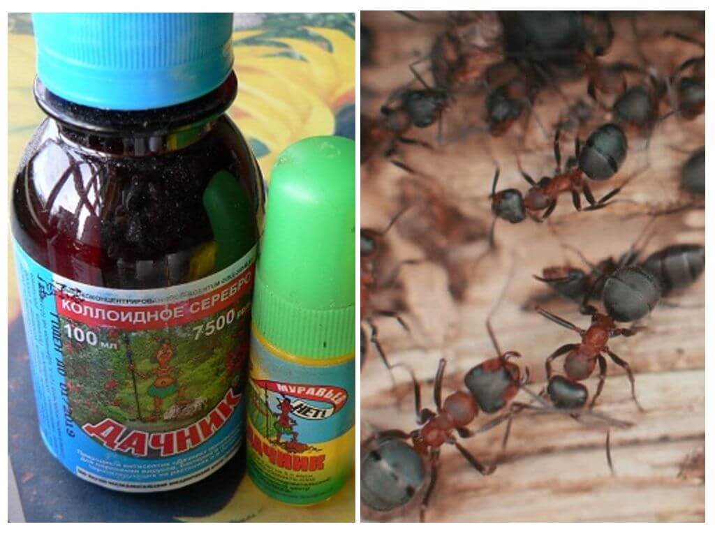 Как отпугнуть муравьев с участка? природные рецепты.