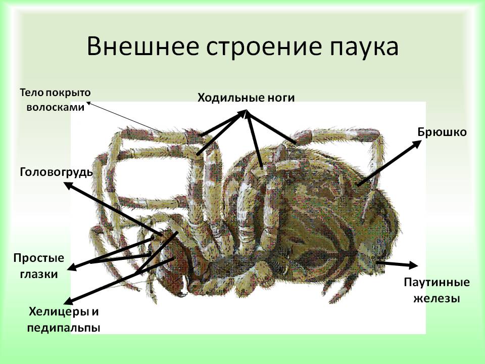 Характеристика класса паукообразных: членистоногие пауки