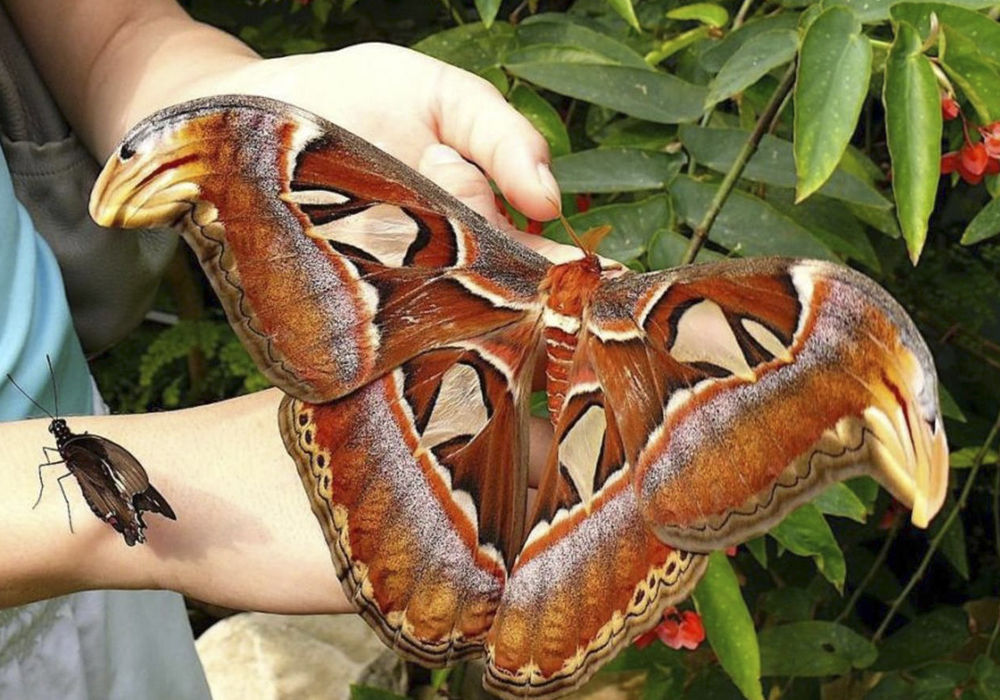 Моль семейства Атласа: гигантская красивая бабочка