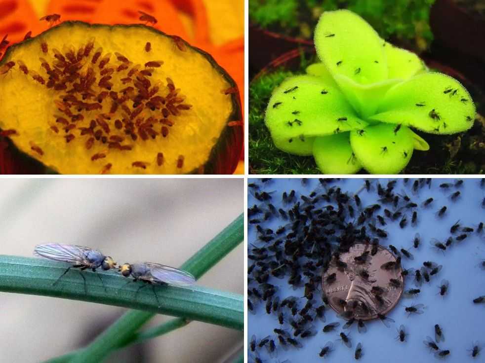 Как избавиться от мошек в цветочных горшках? – 10 рабочих способов и особенности борьбы по типам