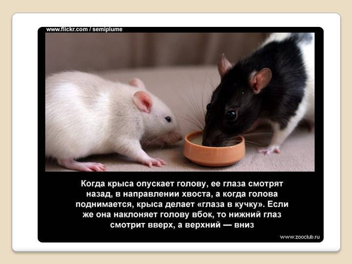 Домашняя крыса: отзывы, содержание, уход, кормление, разведение. сколько живет крыса в домашних условиях