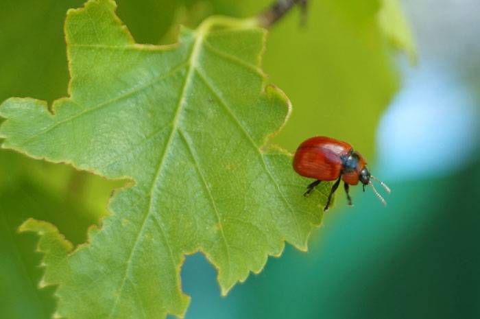 Как бороться с жуками листоедами