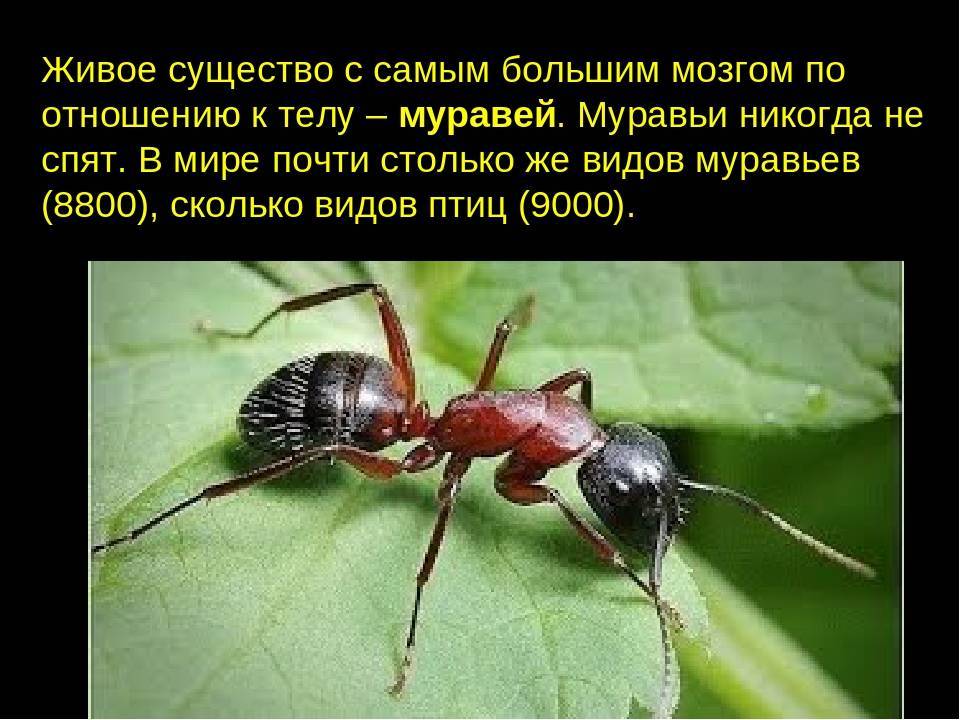 Интересные факты о тараканах: изучаем во всех подробностях