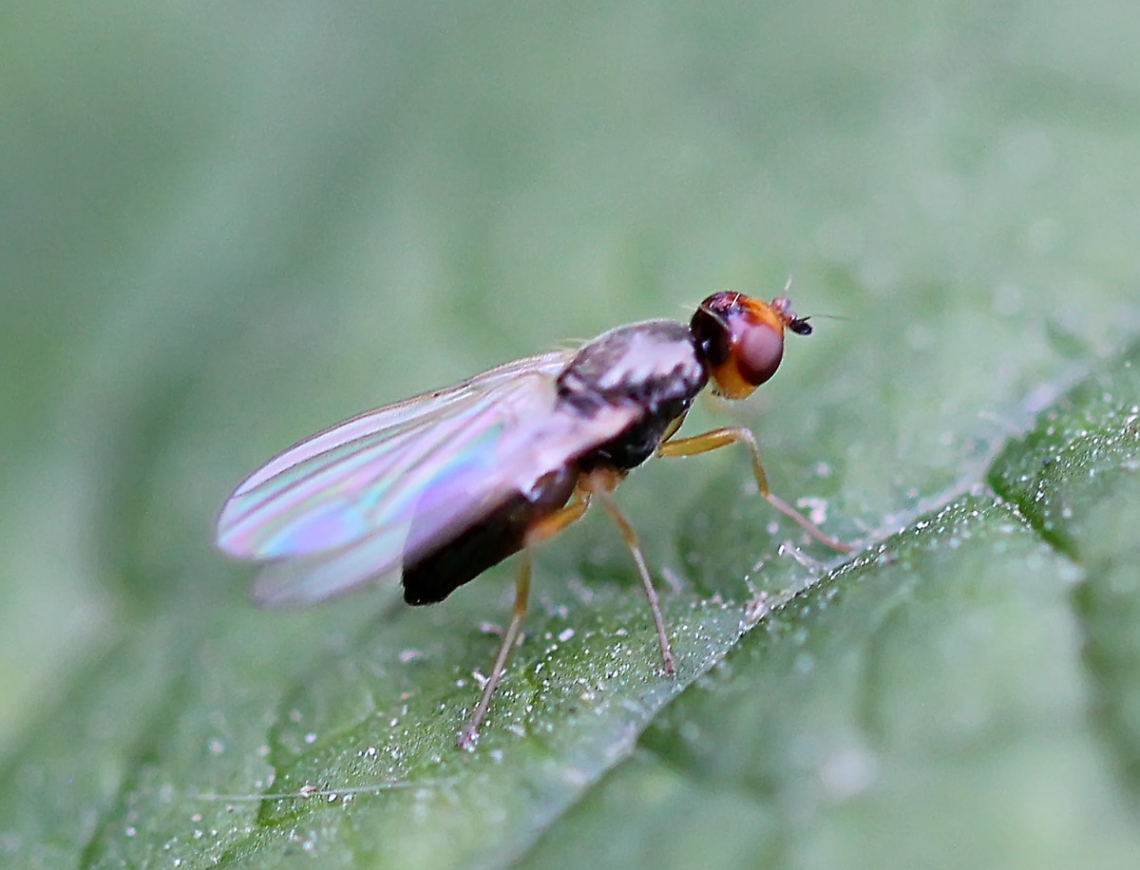 Морковная муха: как быстро с ней бороться? — насекомые вредители