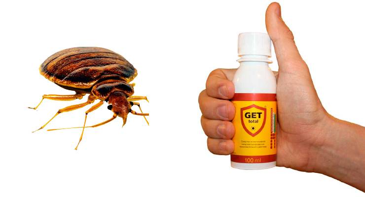 Гет от тараканов – нанотехнология против непрошенных соседей