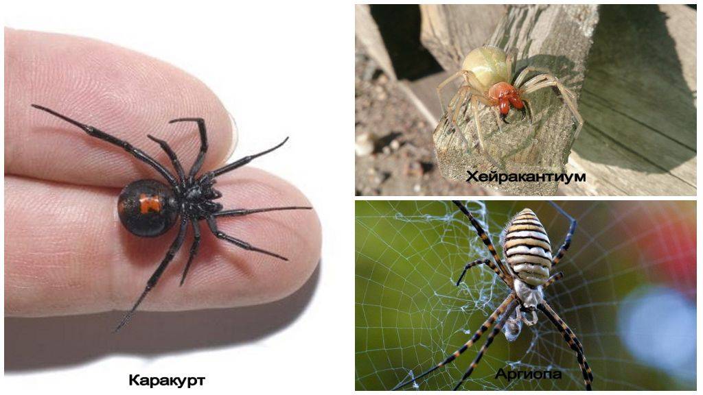 Какие ядовитые виды пауков есть в россии — список, характеристика и фото