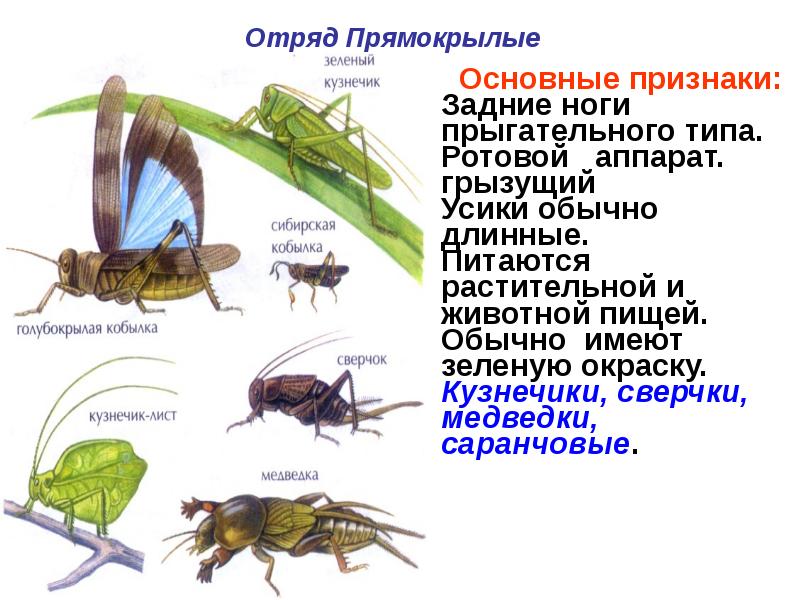 Характеристики отряда насекомых прямокрылые. Насекомые 7 класс биология отряды насекомых. Отряды насекомых Прямокрылые. Представители отряда прямокрылых насекомых. Отряд Прямокрылые вид размножения.