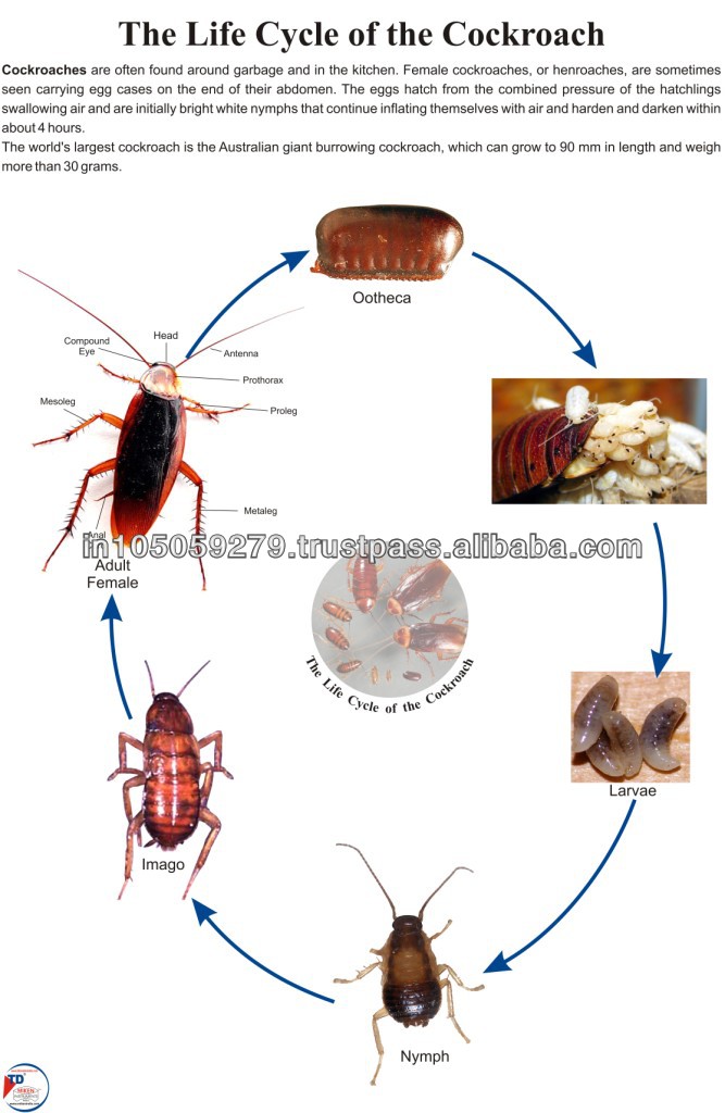 Как выглядят и размножаются рыжие тараканы