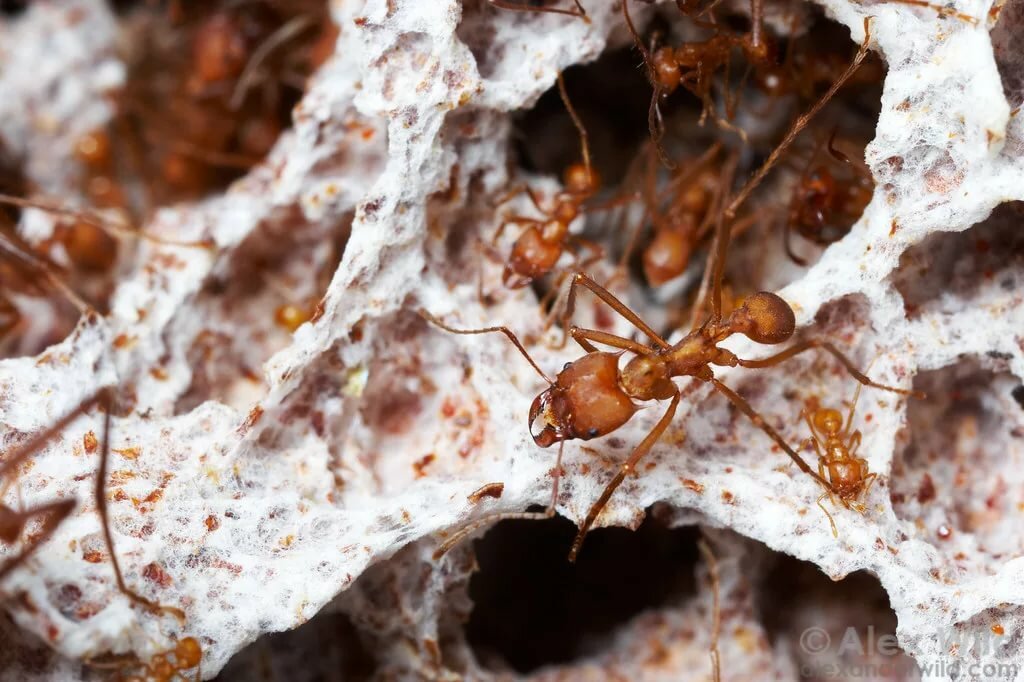 Разновидности муравьев россии и мира