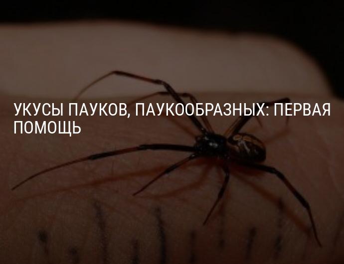 Жителей запорожской области покусал один из самых ядовитых пауков на планете (фото)