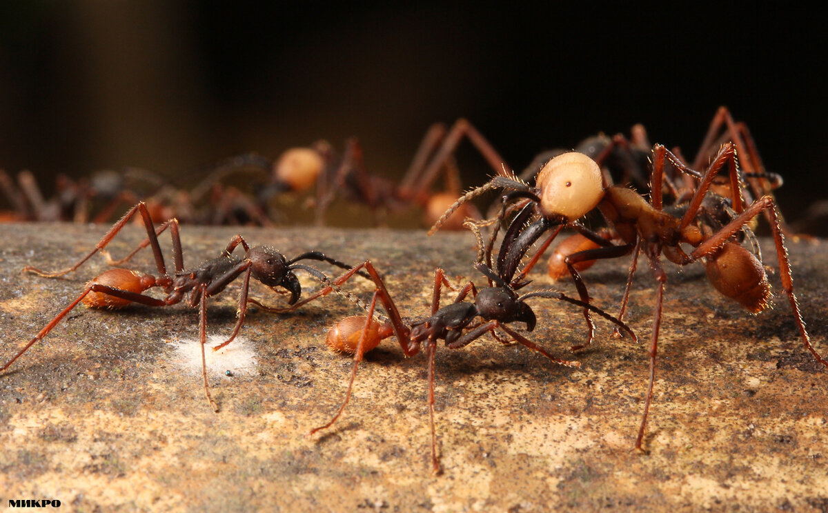 Муравей-пуля – самый опасный муравей в мире