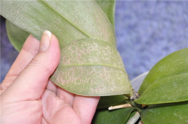 Паутинный клещ на орхидее: как быстро избавиться, меры борьбы в домашних условиях, фото вредителя