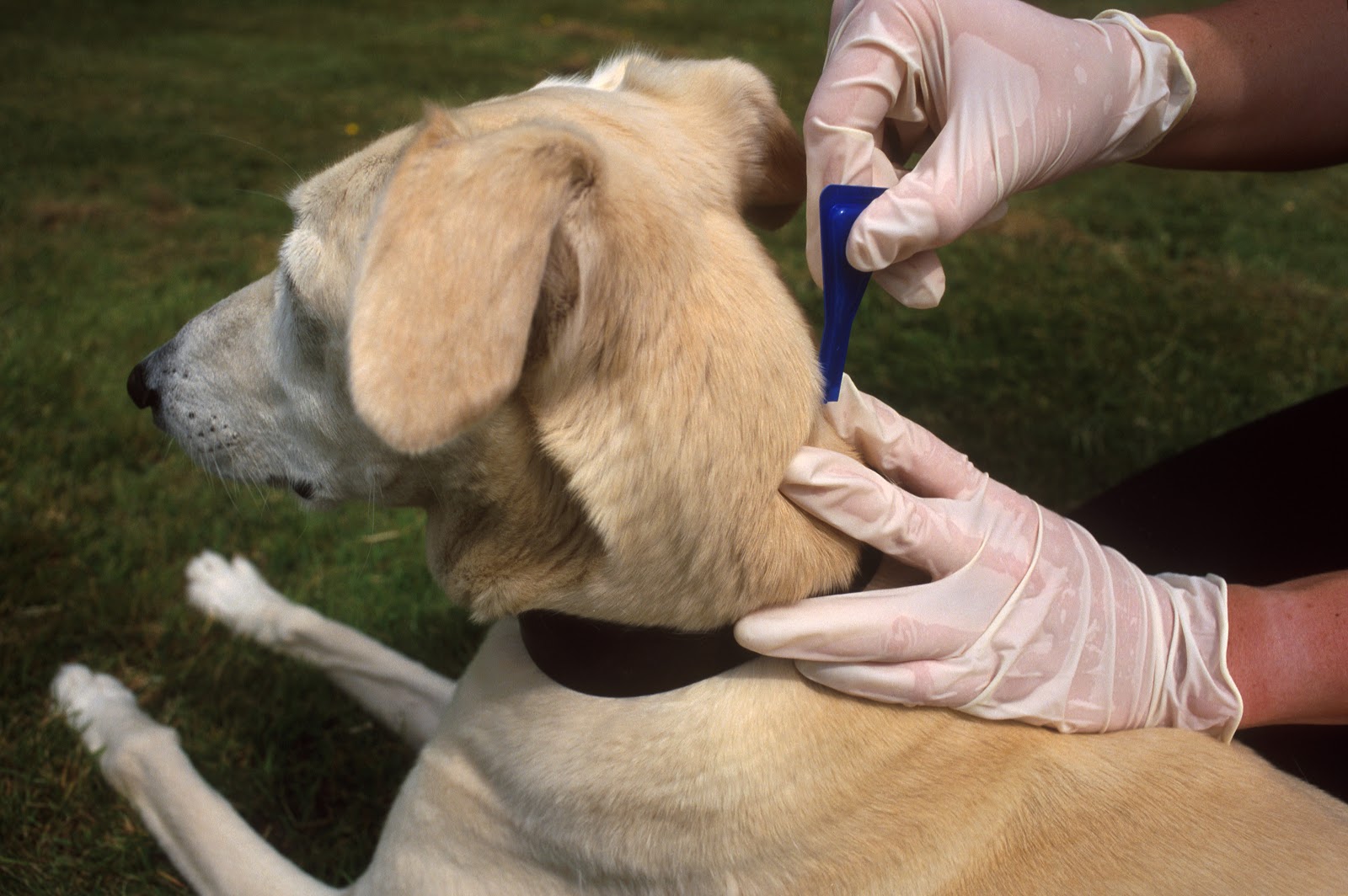 Средства от блох для собак: список препаратов, показания к применению, методы профилактики
