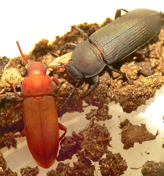 Малый и большой мучной жук хрущак: как избавиться в квартире
