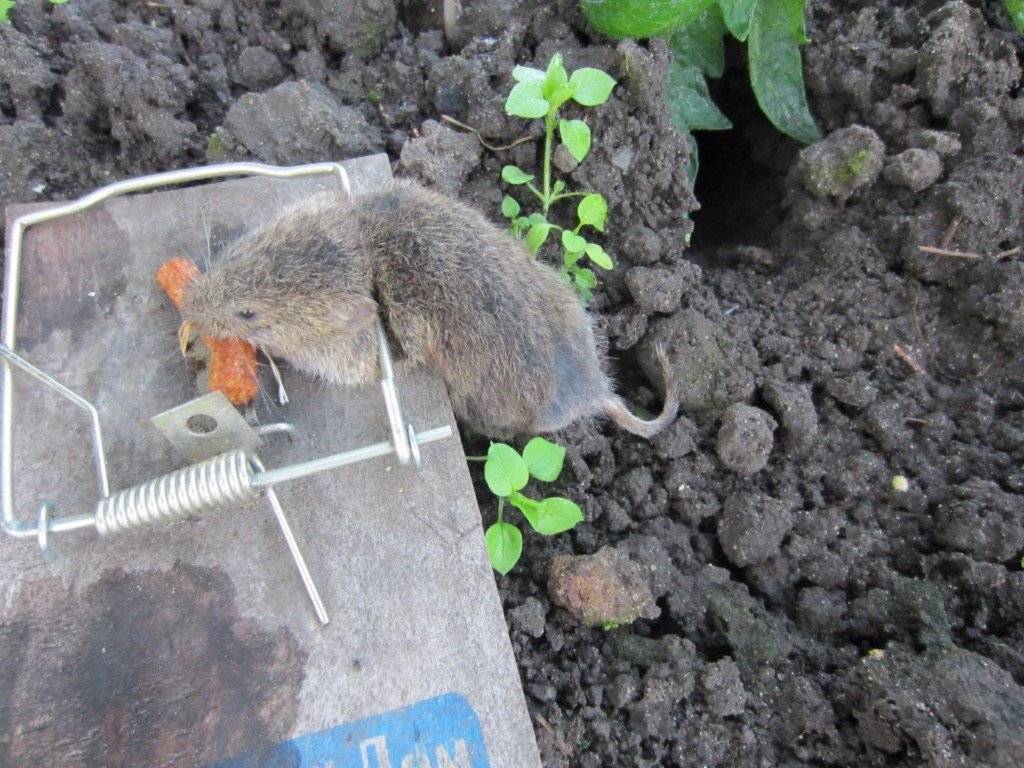 Как избавиться от мышей на даче, чем их отпугнуть, народные средства для борьбы с ними