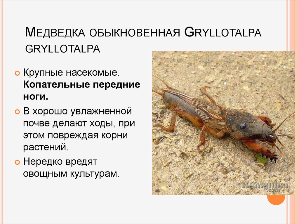 Медведка насекомое. образ жизни и среда обитания медведки