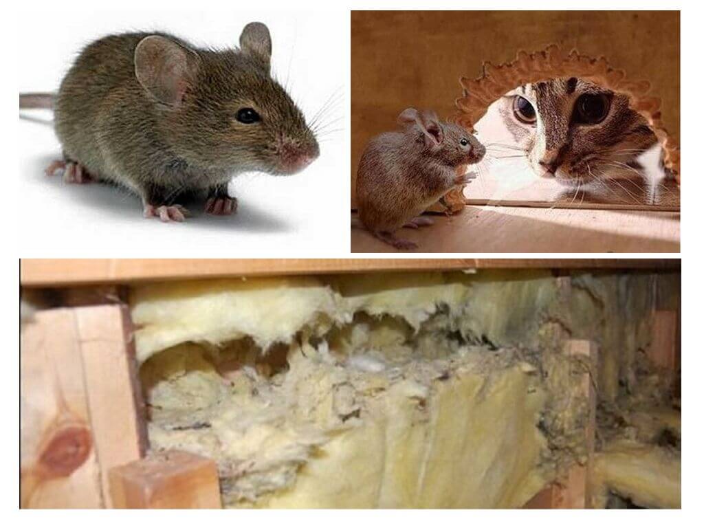 Какой утеплитель не грызут мыши и крысы: топ материалов