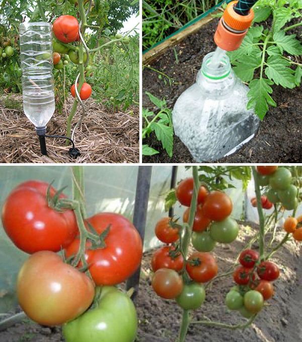 Как избавиться от белокрылки на томатах