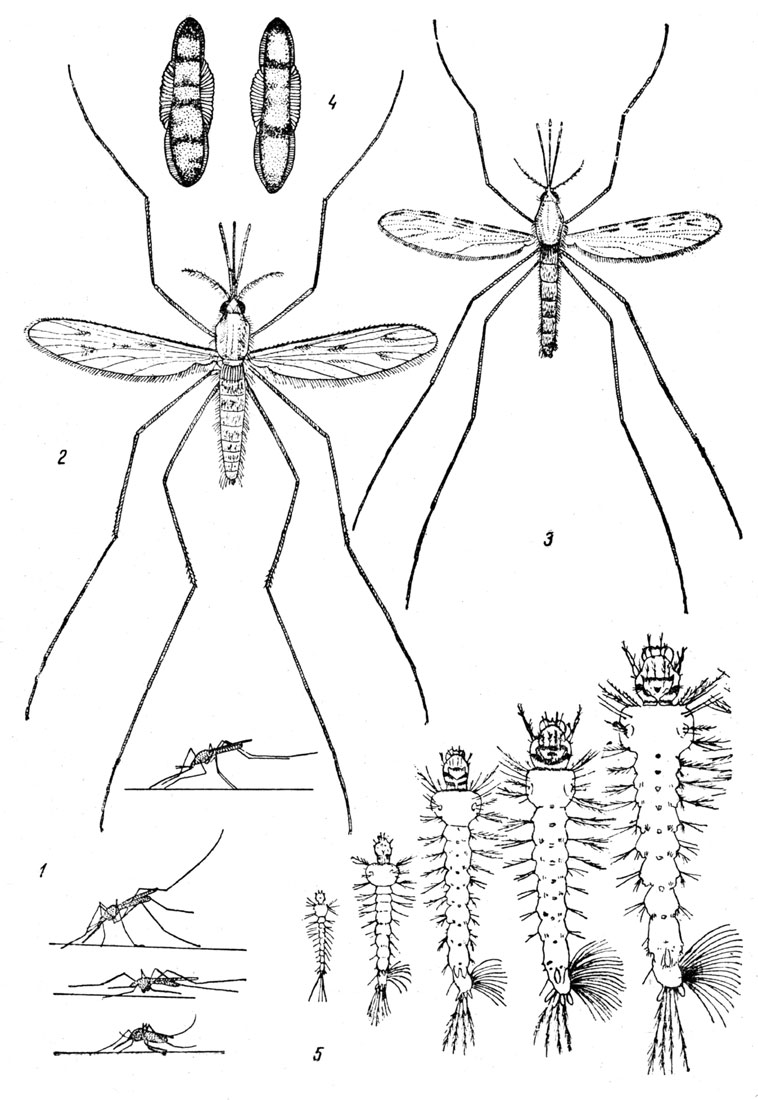 Описание и фото различных видов комаров